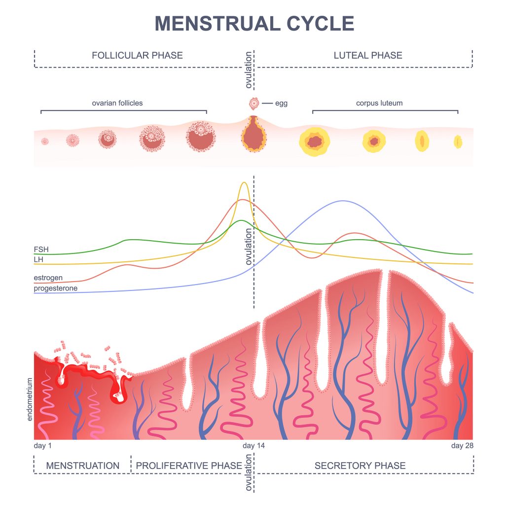 MENSTRUALNI  CIKLUS